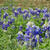 Bluebonnets + Save the World Brewing in Marble Falls,TX