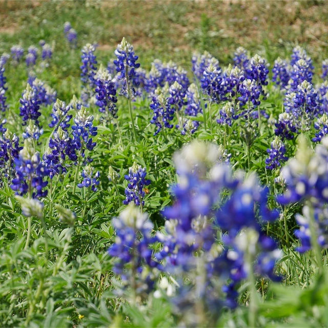 Bluebonnets + Save the World Brewing in Marble Falls,TX