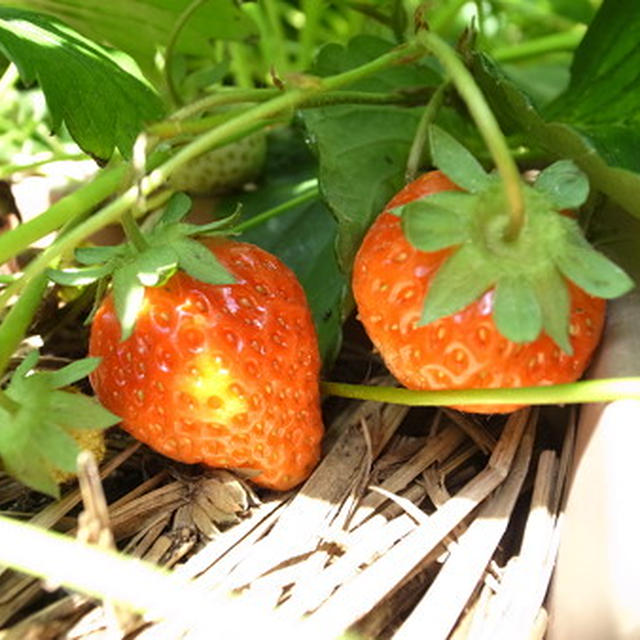 イチゴ栽培☆品種選びと土づくりと植え付け方ポイント 