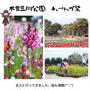 木曽三川公園のチューリップ祭に行きました