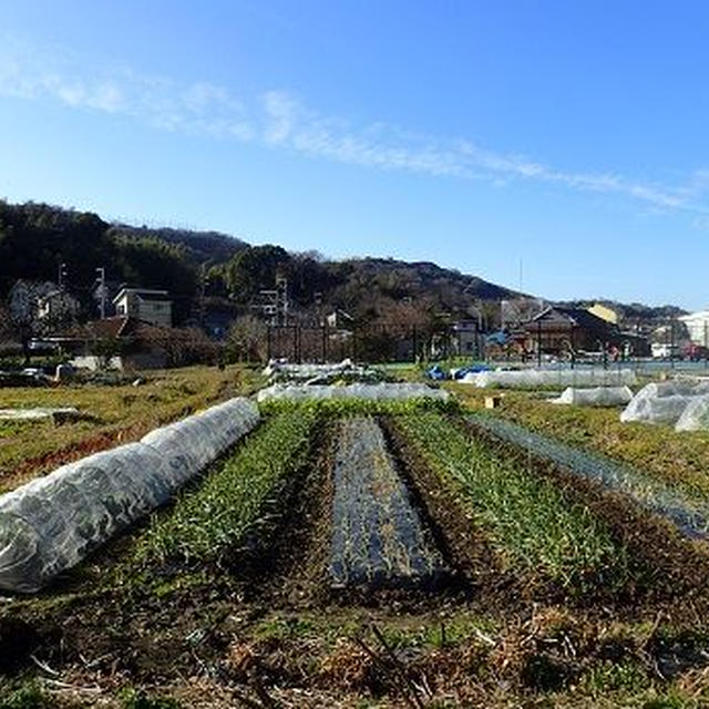 冬野菜大量収穫☆葉山農園（1月上旬）