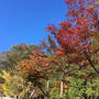 高野山は紅葉ちゅ〜