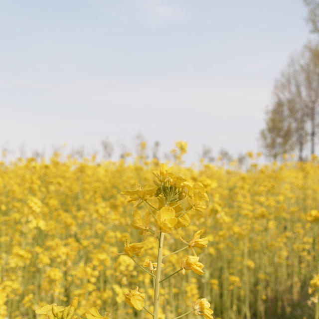水の公園　ビュー福島潟の菜の花畑
