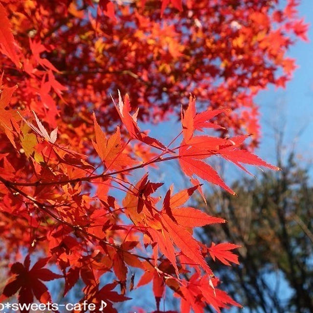 お散歩＊紅葉