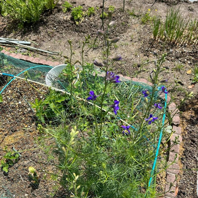消えたごぼうの芽