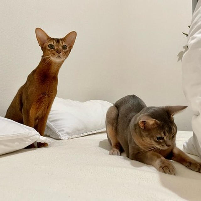 猫って、けっこう首が長い