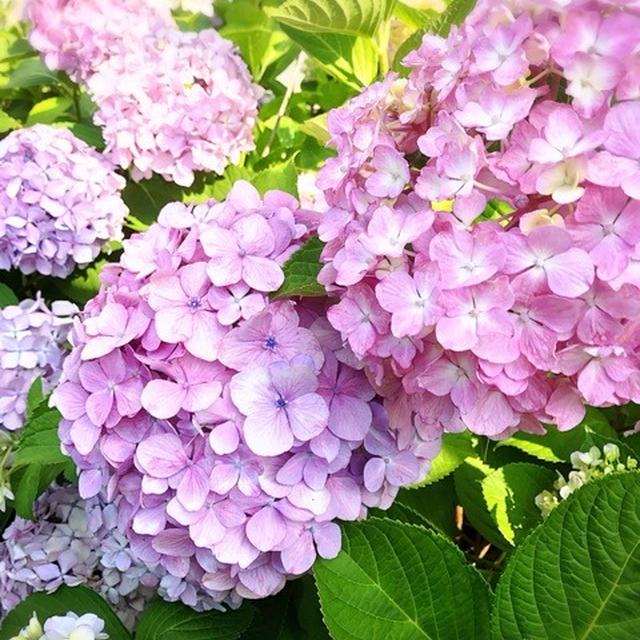 この夏のおリボンカゴバッグ♡究極のホットケーキ