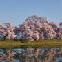 桜満開の六道の堤（長野県伊那市）