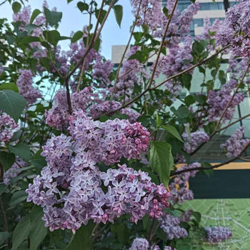 腰部脊柱管狭窄症〜タリージェ錠1日目