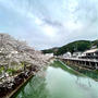 桜巡り②　牧野公園
