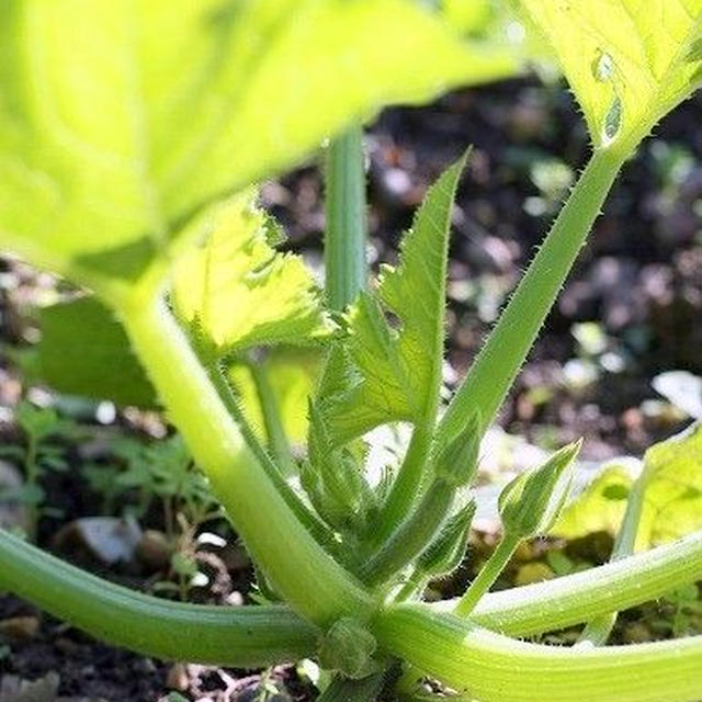 【菜園】 本日の様子