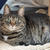 飼い猫ケインがMRI検査を受けた話