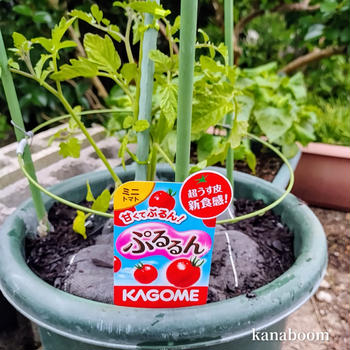 梅雨入り直前！焦りの夏野菜植え