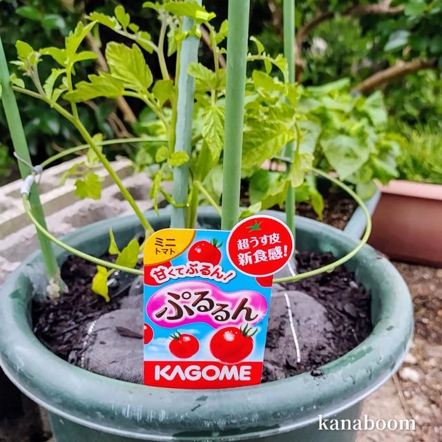 梅雨入り直前！焦りの夏野菜植え
