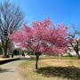 色んな桜が満開　地震