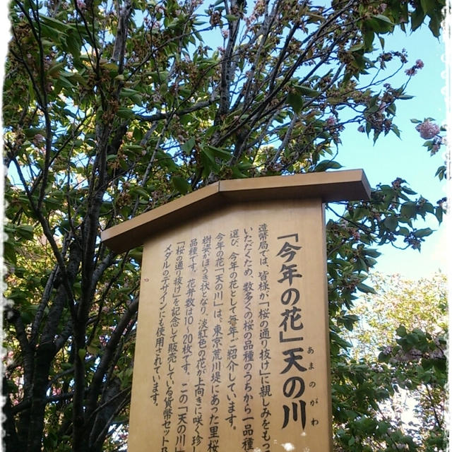造幣局の葉桜の通り抜け・・・☆