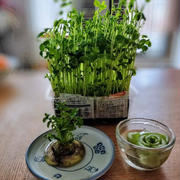 台所菜園　豆苗、大根、小松菜を再生中！