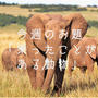 今週のお題『乗ったことがある動物』は2種類。1つはとってもレアだった