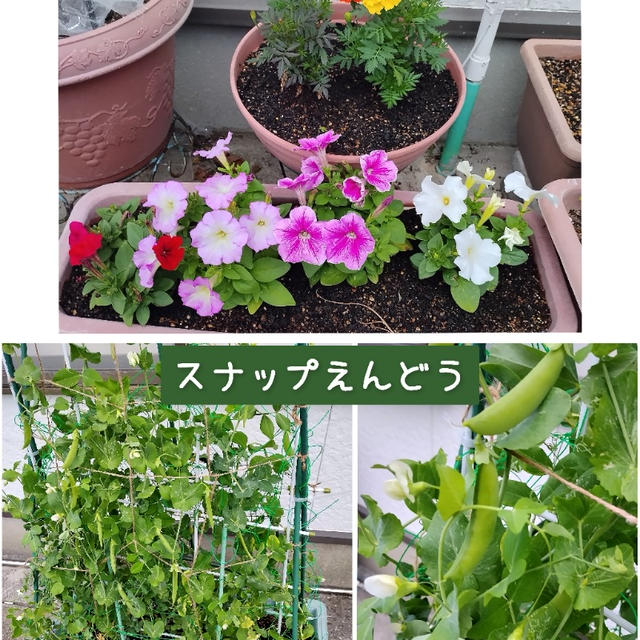 それぞれのガーデニング