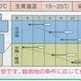 タアサイの育て方