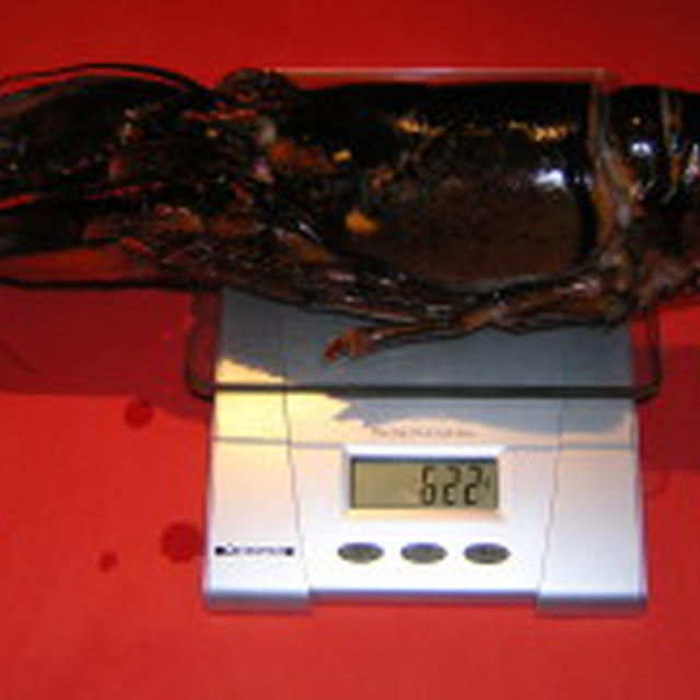 カナダ人ですが日本食大好き人間