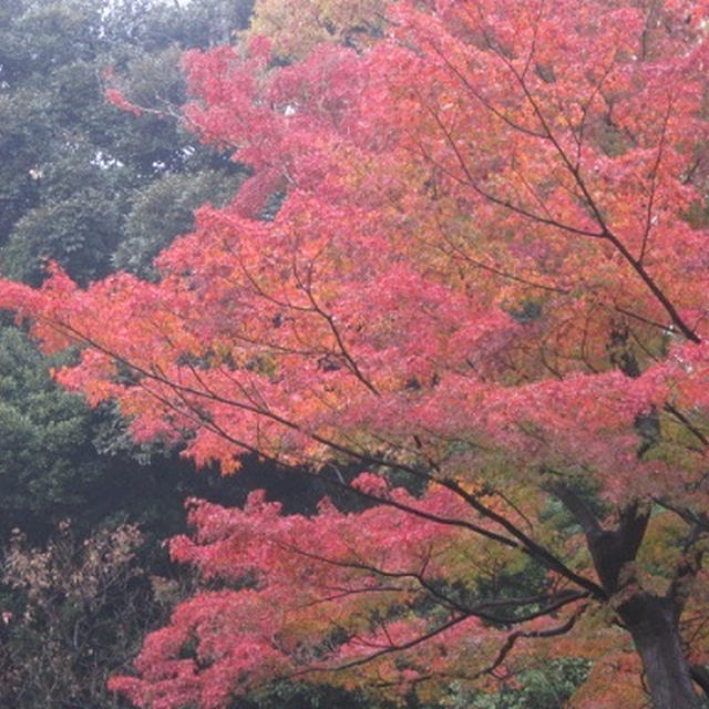 六義園のライトアップ