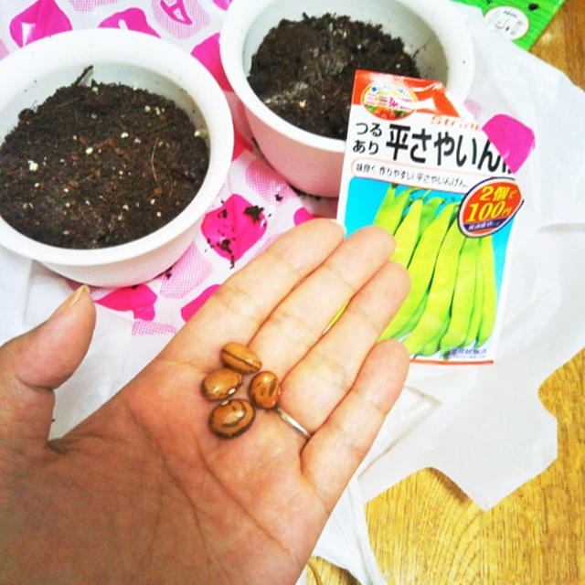 育児☆平さやいんげん蒔きました