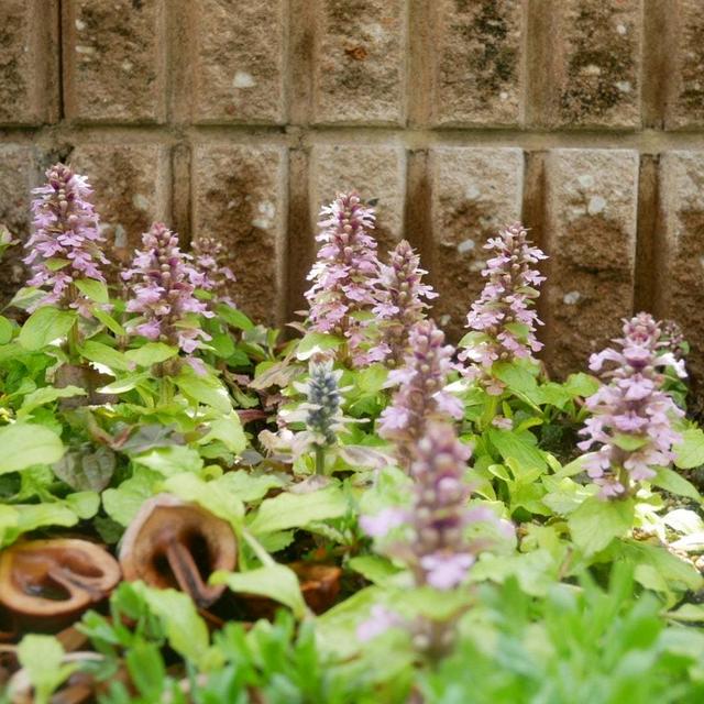 アジュガの花2025#最近撮った写真は