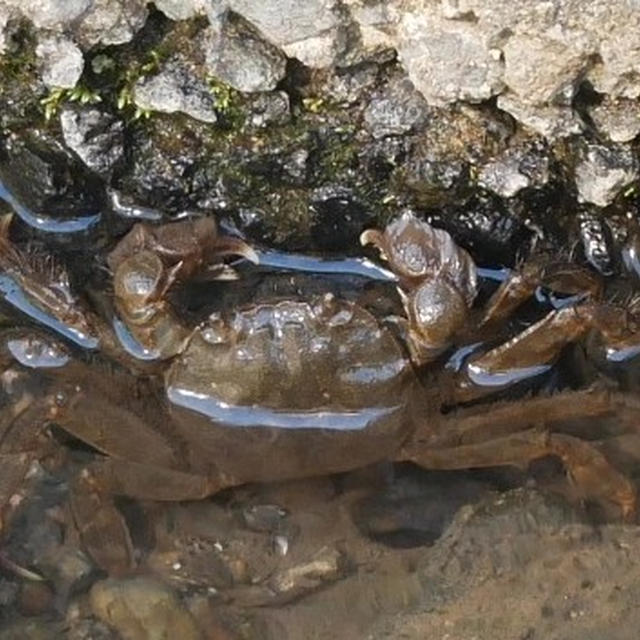 クズモガニというらしい