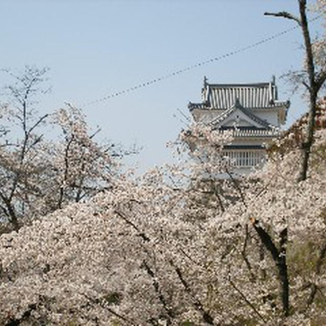 津山鶴山公園 お花見