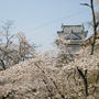 津山鶴山公園 お花見
