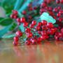 カリフォルニア　ホリー（California Holly )