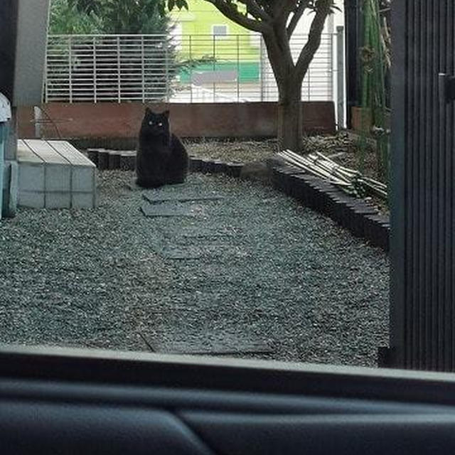 ニューフェイスはさくら猫でした