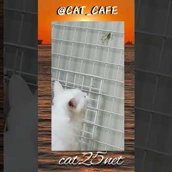 夏が来た！虫が来た！Summer is here! The bugs are here!猫カフェ,Cat_Cafe,Cat Video & Ph...