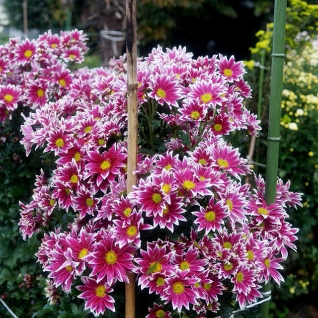 【園芸】我が家のお花畑＾＾菊・菊・菊のオンパレードです♪