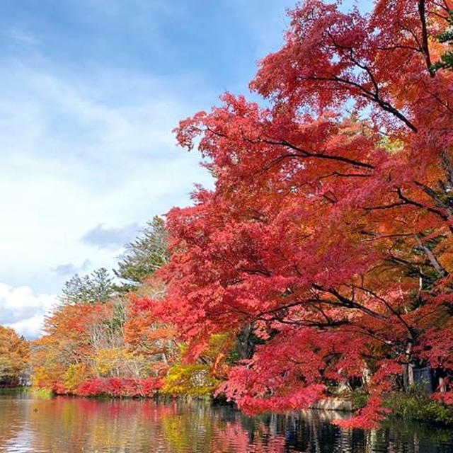 速報！　軽井沢の紅葉が見頃です♪