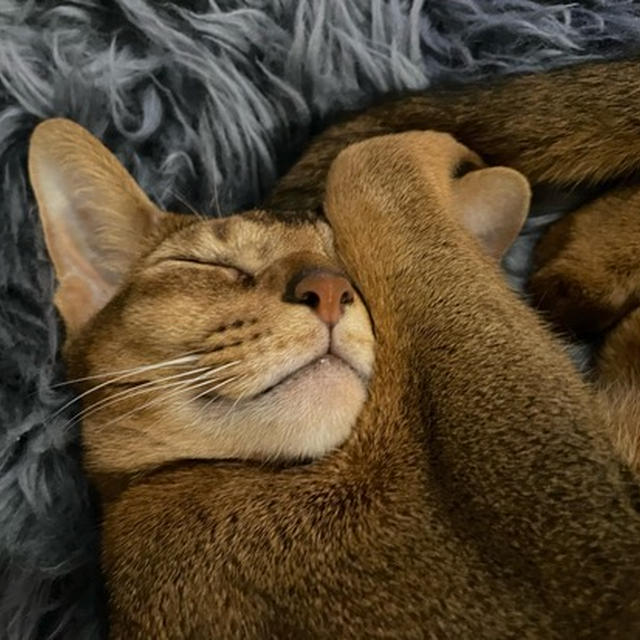 お耳を大事そうにかかえて眠るりすと、おヒゲピクピク白目動画