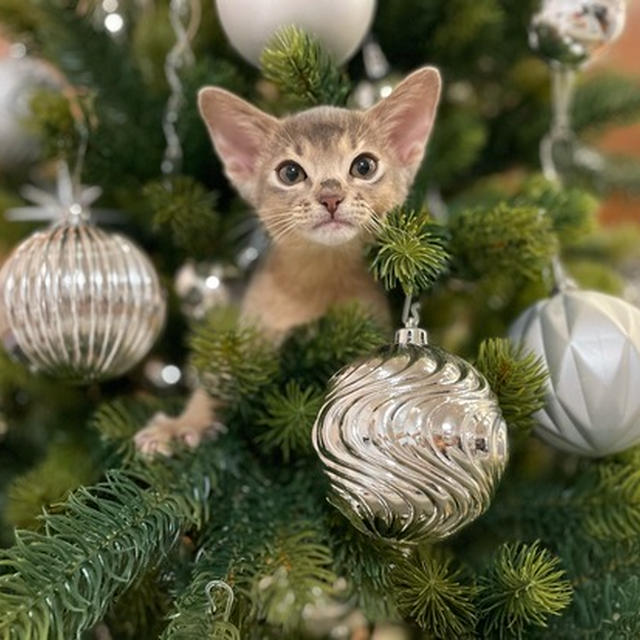 わか男6日目　キャワいすぎるクリスマスツリー🌲