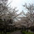 2015　100歩、歩いて見に行く桜。