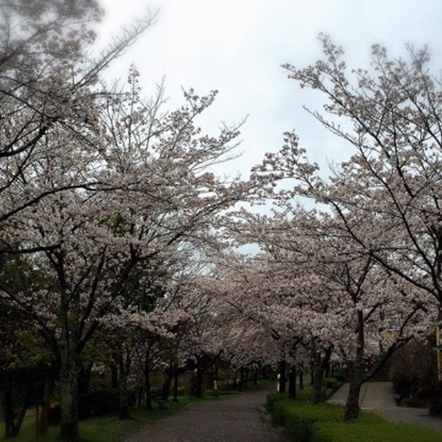 2015　100歩、歩いて見に行く桜。