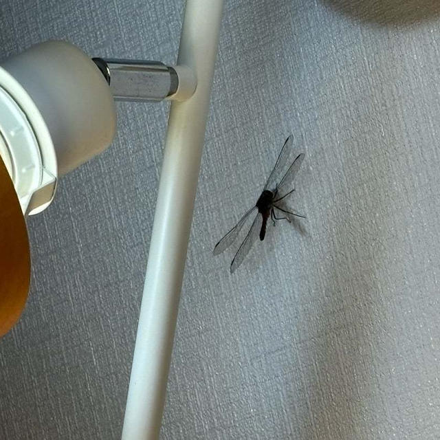 夜のタワマンでの恐怖体験