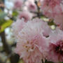兼六園菊桜