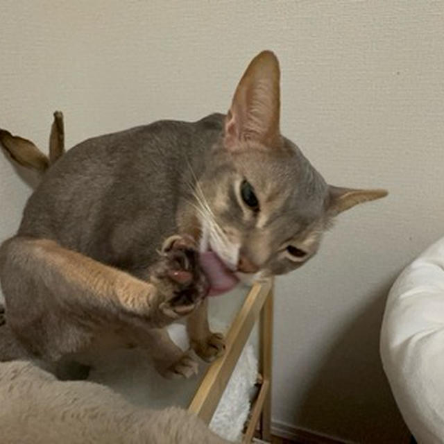 寝る前のお手入れ？