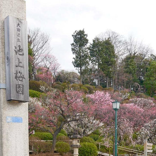 池上梅園　丘陵斜面に広がる紅梅白梅枝垂れ梅