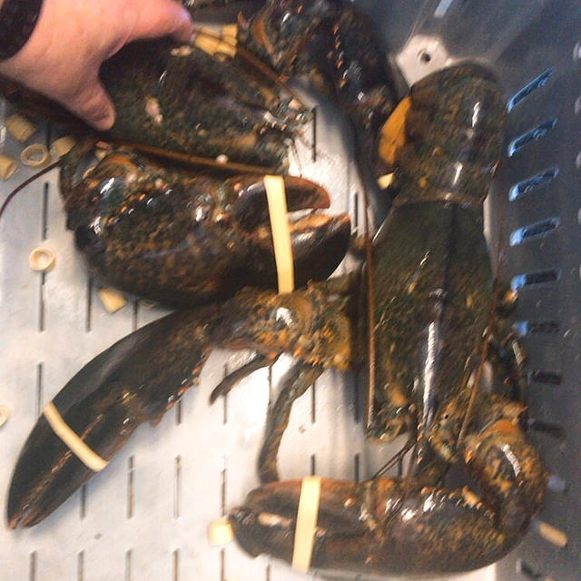 お帰りなさーい