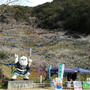 石神梅林は今週が見頃かな～♪