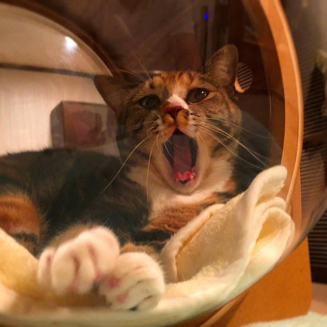 ハクサイのお世話♪ ～ 残念なお知らせ･･･