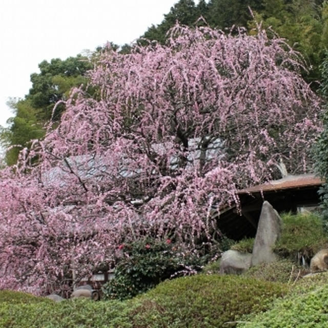 淡路島八木の枝垂れ梅