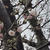 近所の公園の桜