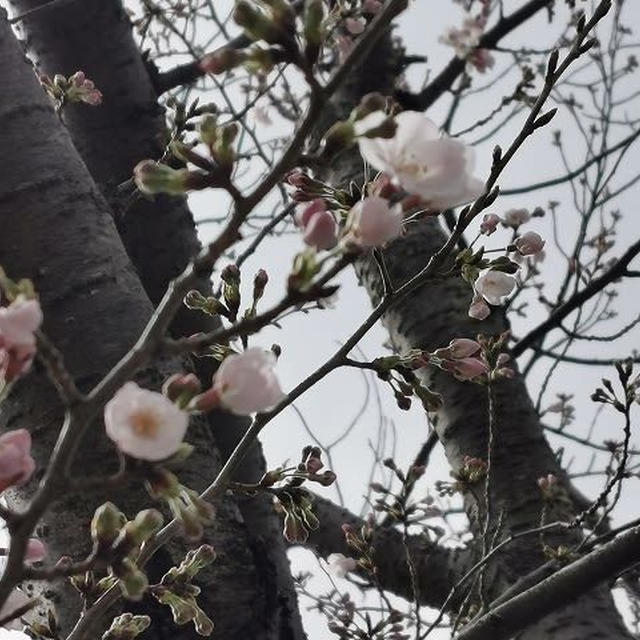 近所の公園の桜